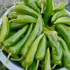 SYNGENTA HP-017 CHILLI - 1500 SDS