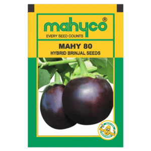Brinjal Mahy 80 - 10 gm