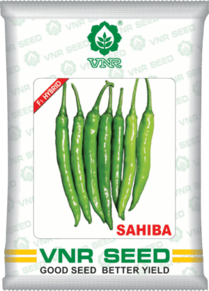 VNR Sahiba Chilli-10 gm