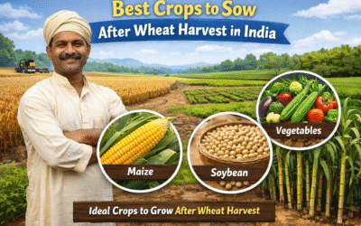 Best Crops to Sow After Wheat Harvest in India