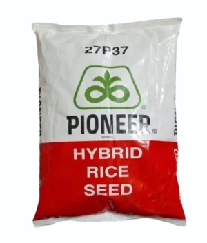 Pioneer 27p37 Paddy Seed