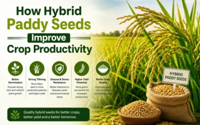 How Hybrid Paddy Seeds Improve Crop Productivity