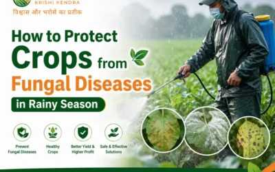 How to Protect Crops from Fungal Diseases in Rainy Season