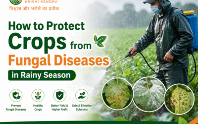 How to Protect Crops from Fungal Diseases in Rainy Season