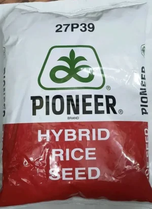 Pioneer 27P39 paddy seed