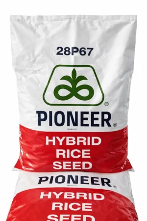 Pioneer 28P67 hybrid Paddy Seed