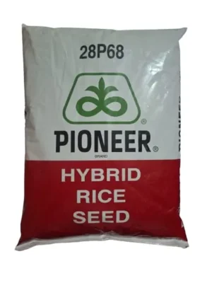 Pioneer 28P68 hybrid Paddy Seed