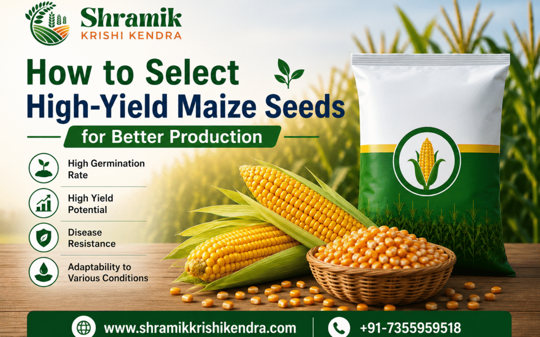 High-Yield Maize Seeds