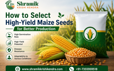 How to Select High-Yield Maize Seeds for Better Production