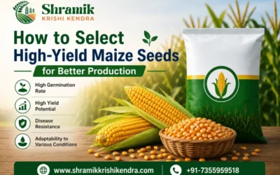 How to Select High-Yield Maize Seeds for Better Production