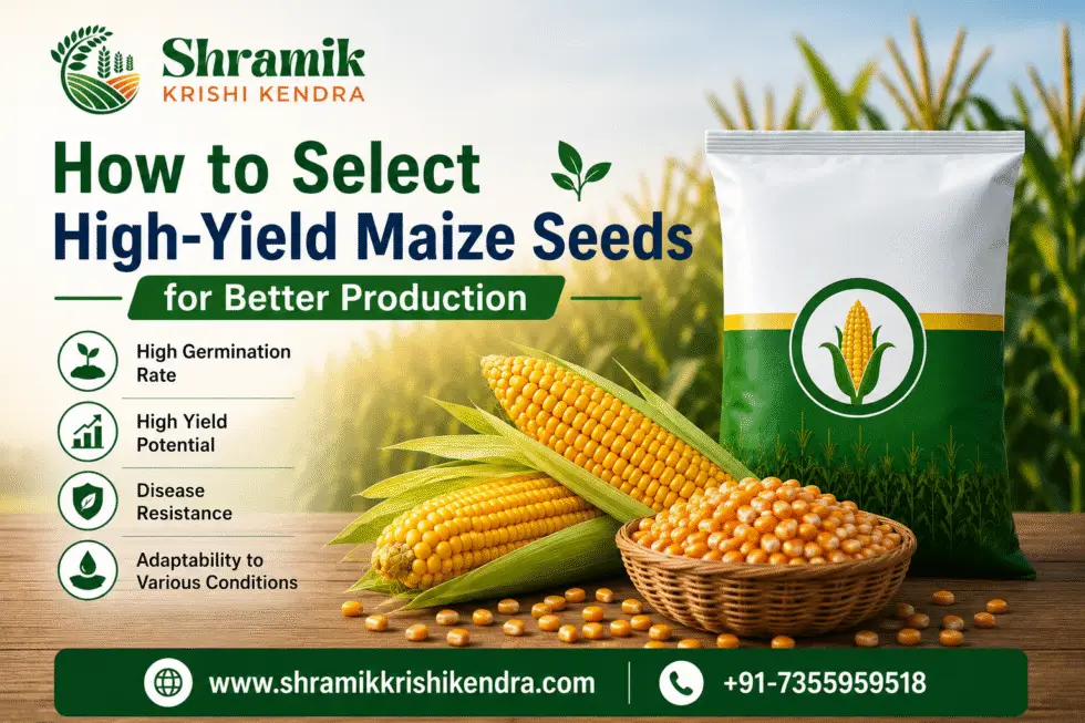 How to Select High-Yield Maize Seeds for Better Production