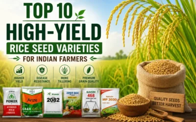 Top 10 High Yield Rice Seed Varieties for Indian Farmers