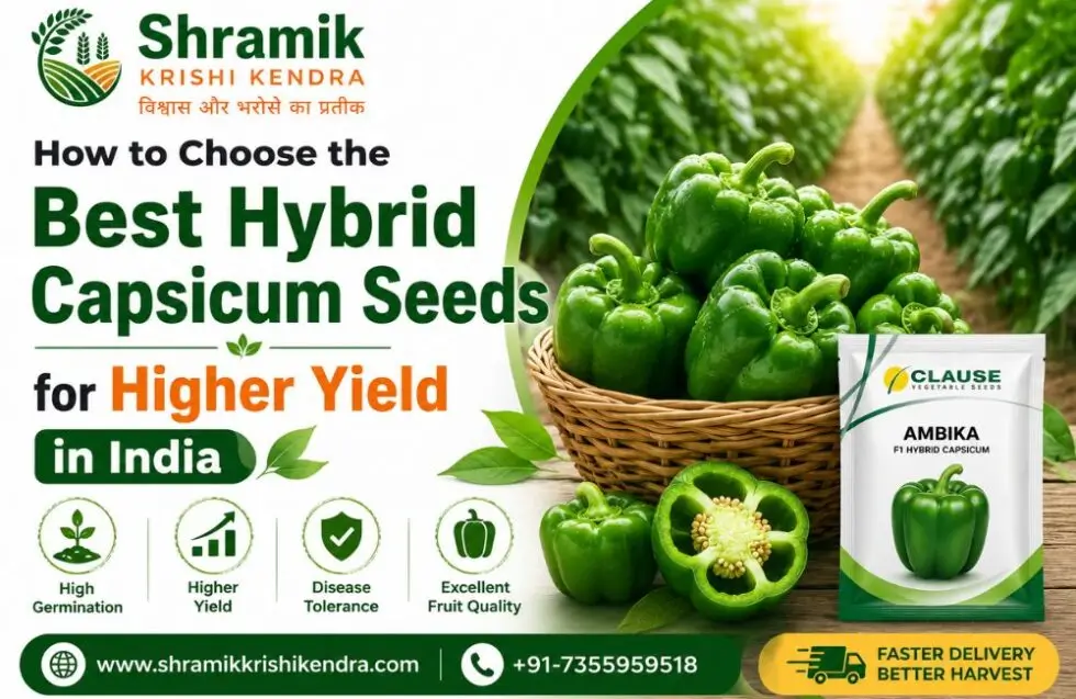 How to Choose the Best Hybrid Capsicum Seeds for Higher Yield in India