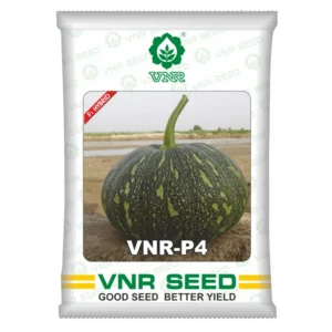 VNR P4 Pumpkin