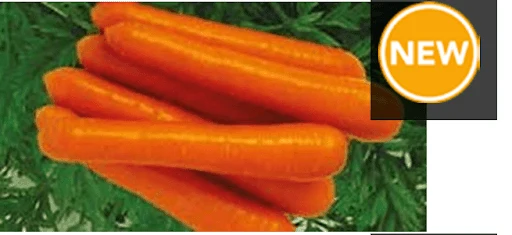 Zubera F1 Hybrid Carrot Clause Seeds(100gm) - Image 2