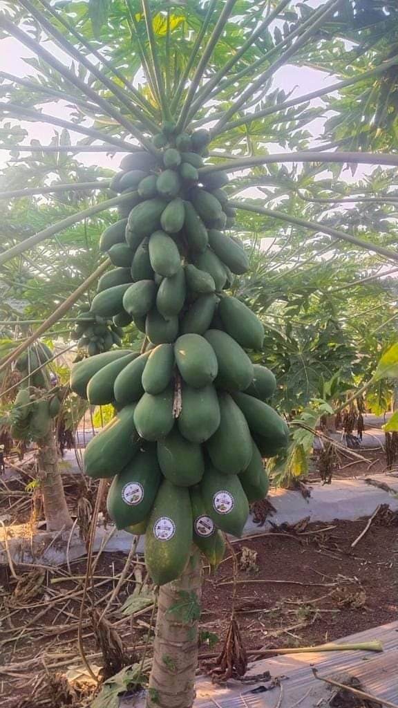 Red Baby Hybrid F1 Papaya Known You Seeds - ( 1GM) - Image 2