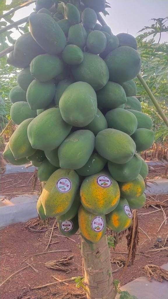 Red Baby Hybrid F1 Papaya Known You Seeds - ( 1GM) - Image 4