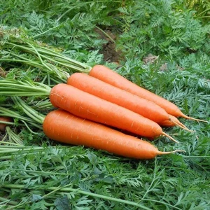 ROMANCE F1 CARROT SEED(1laks seeds) - Image 2