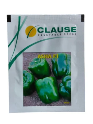 Capsicum Asha