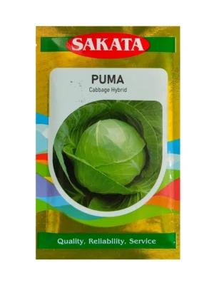 Cabbage Puma