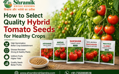 How to Select Quality Hybrid Tomato Seeds for Healthy Crops