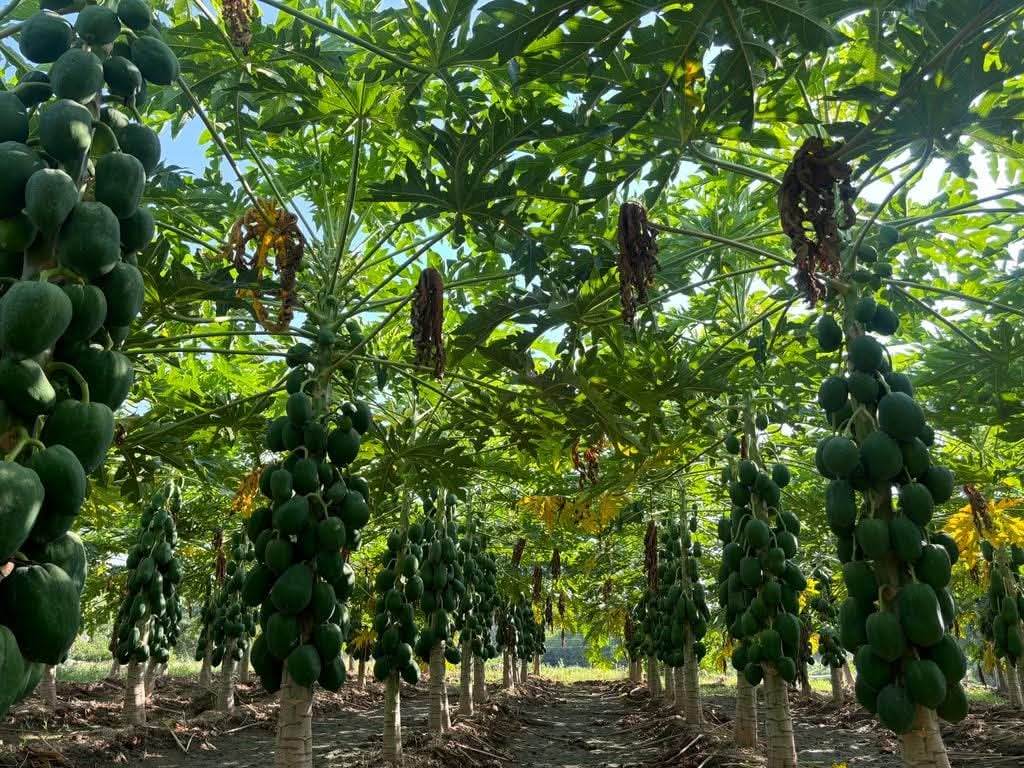 Known You Seed Red Lady F1 Hybrid Papaya Seeds (10GM) - Image 4