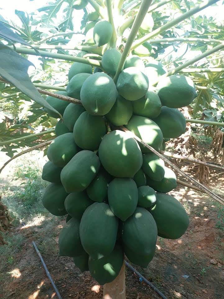 Known You Seed Red Lady F1 Hybrid Papaya Seeds (10GM) - Image 3