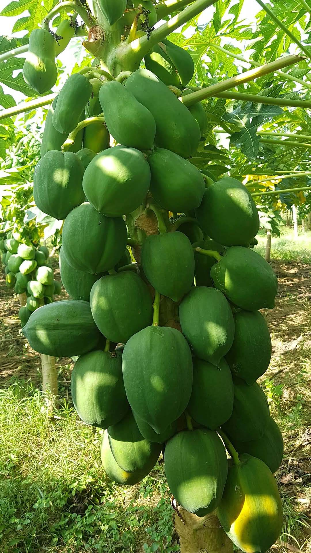 Known You Seed Red Lady F1 Hybrid Papaya Seeds (10GM) - Image 2