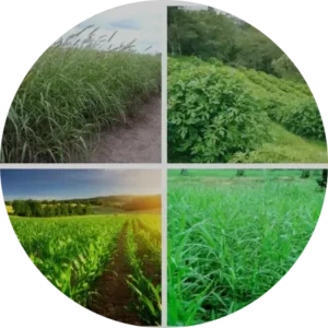 Forage Seeds