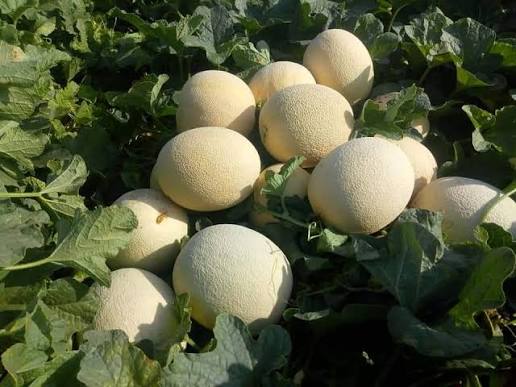Basf Nunhems Lyallpur 257 Muskmelon Seeds (1000SEEDS) - Image 2