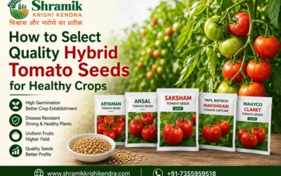 How to Select Quality Hybrid Tomato Seeds for Healthy Crops