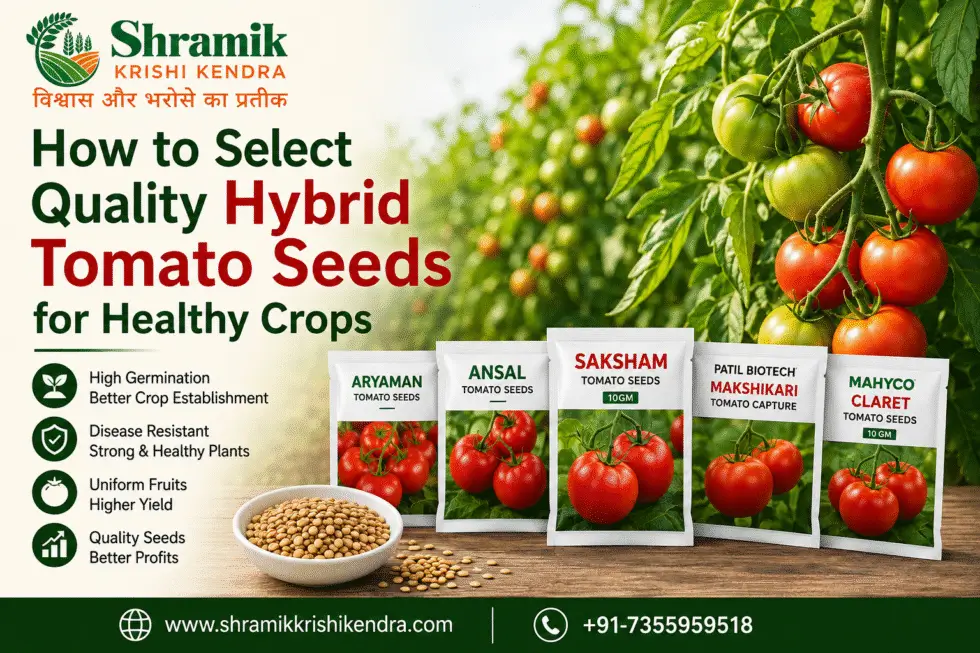 How to Select Quality Hybrid Tomato Seeds for Healthy Crops