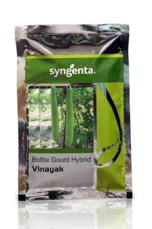 Bottle Gourd Vinayak