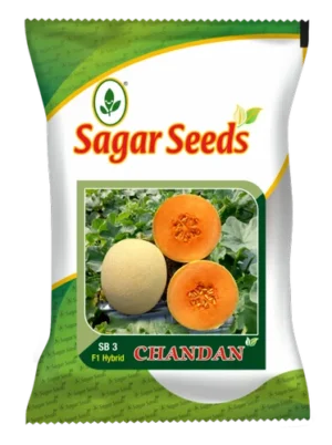 Sagar Chandan Muskmelon Seeds