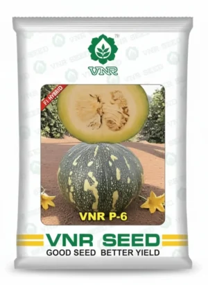 VNR P6 Pumpkin Seeds