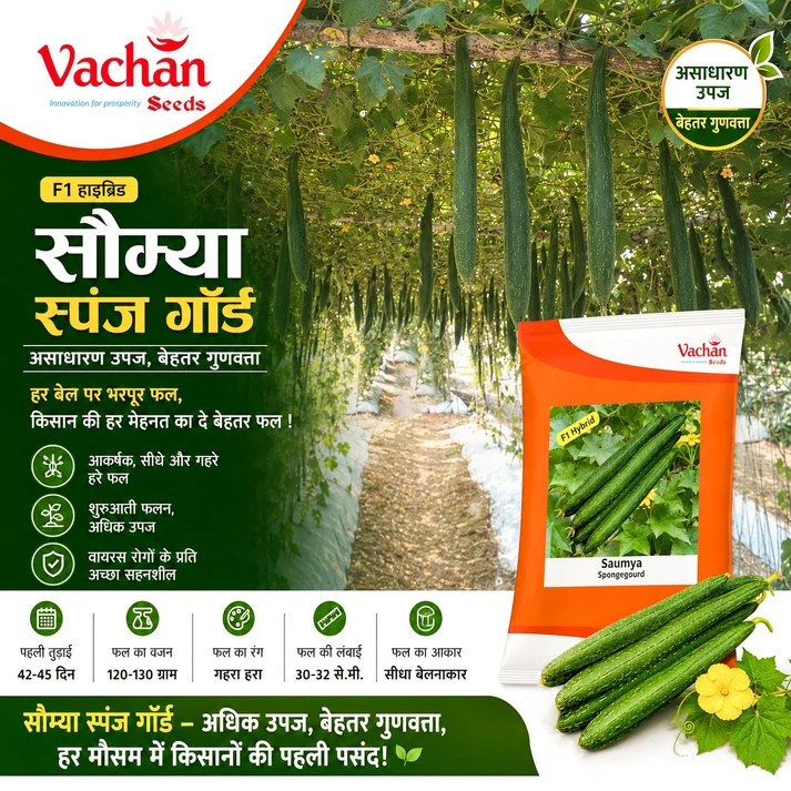Sponge Gourd Saumya F1 Hybrid Vachan Seeds (50Gm) - Image 2