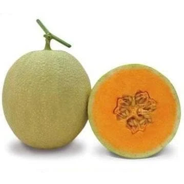 Known-You Kundan F1 Hybrid Muskmelon Seeds(50GM) - Image 2