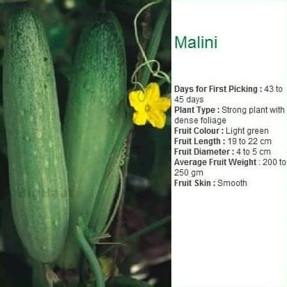 Seminis Malini Cucumber Seeds F1 Hybrid(800seds) - Image 2
