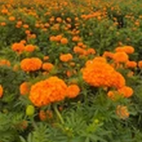 Flower Seeds