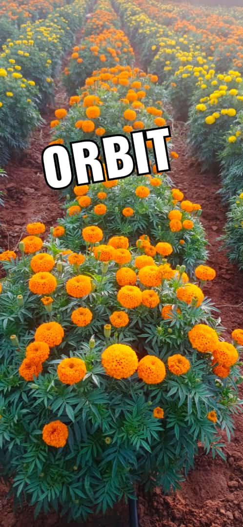 orvit flavor