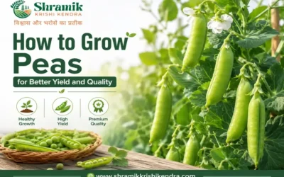How to Grow Peas for Better Yield and Quality