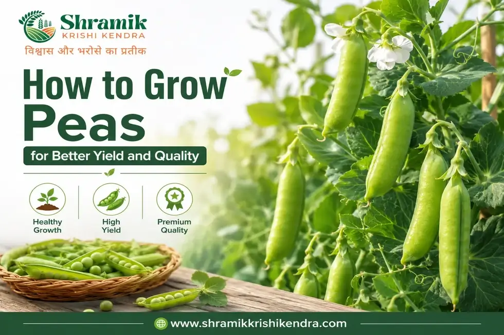 How to Grow Peas for Better Yield and Quality
