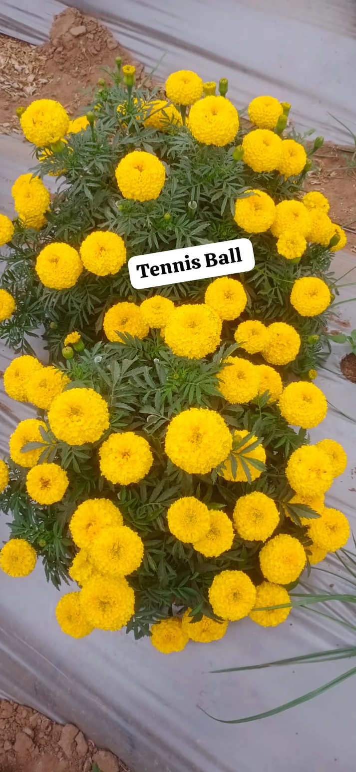 tenish