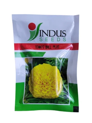Buy Marigold Tennis