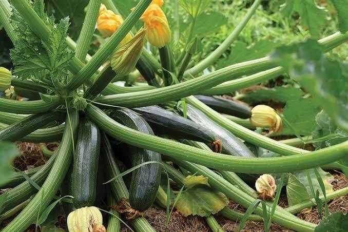 Farm Hannong Cheongama F1 Hybrid Zucchini Seeds β Professional Vegetable Seeds for Commercial Cultivation - Image 2