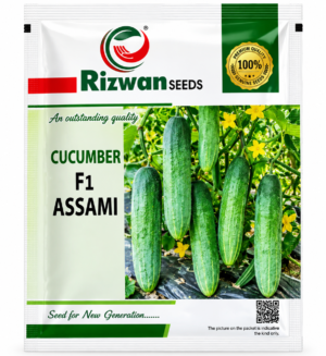 Rizwan Assami F1 Hybrid Cucumber Seeds – Premium Quality Seeds for Commercial Farming(10GM)