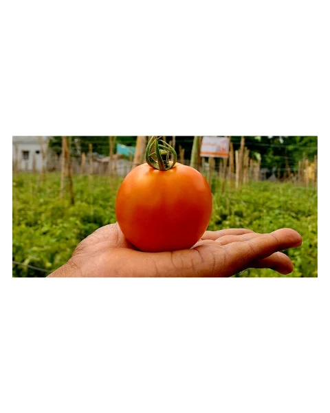 Nunhems Power up F1 Hybrid Tomato Seeds Size 3500 seeds - Image 2