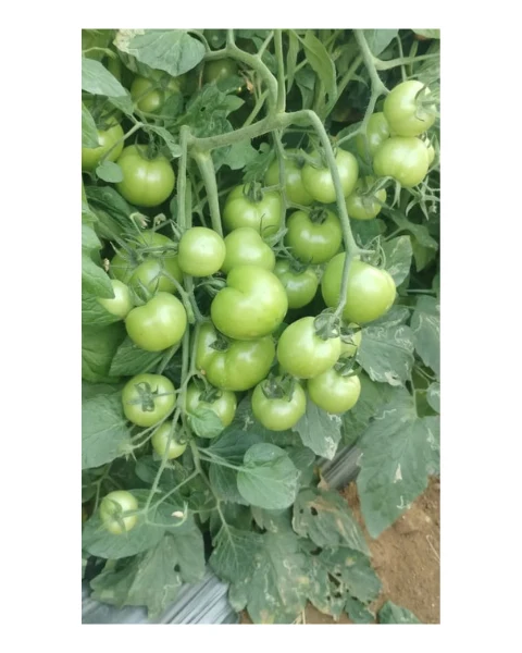 Nunhems Power up F1 Hybrid Tomato Seeds Size 3500 seeds - Image 3