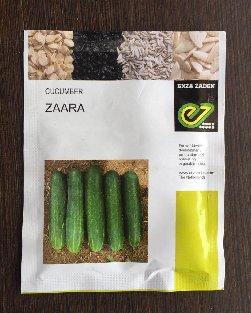 Enza Zaden Zaara Cucumber Seeds โ Professional Hybrid Variety for Commercial Vegetable Cultivation