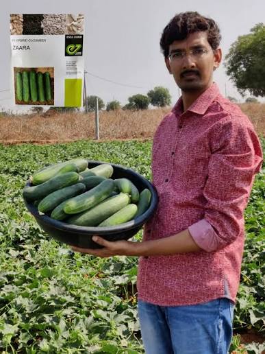 Enza Zaden Zaara Cucumber Seeds โ Professional Hybrid Variety for Commercial Vegetable Cultivation - Image 2